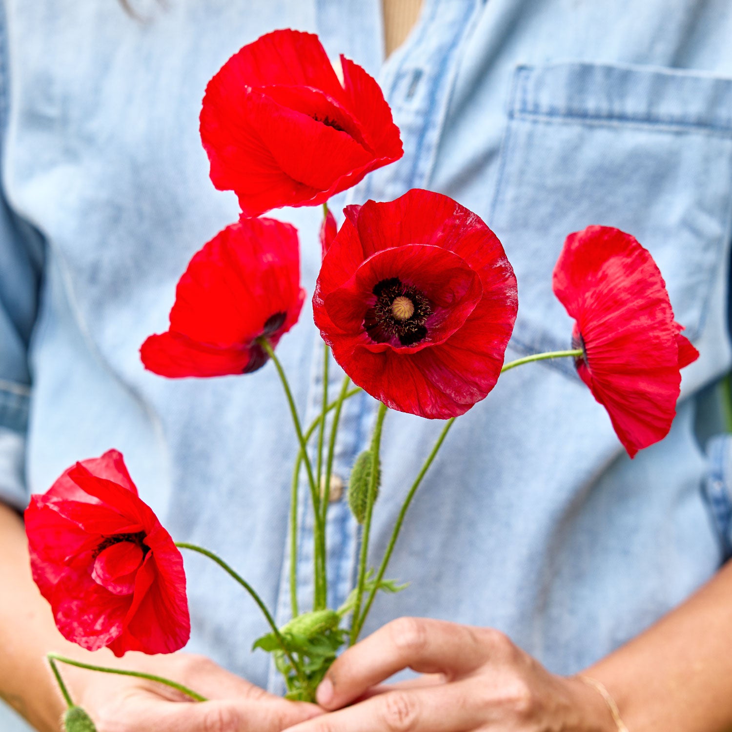 Brilliant Red (Oriental) Poppy