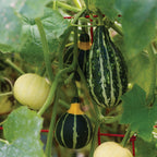 Small Fancy Mix Ornamental Gourd