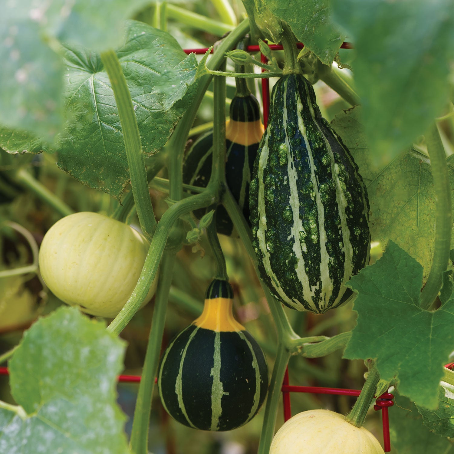 Small Fancy Mix Ornamental Gourd