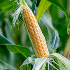 Golden Bantam Corn
