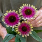 Sweet Sandia Echinacea