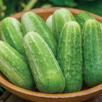 Picklebush Cucumber