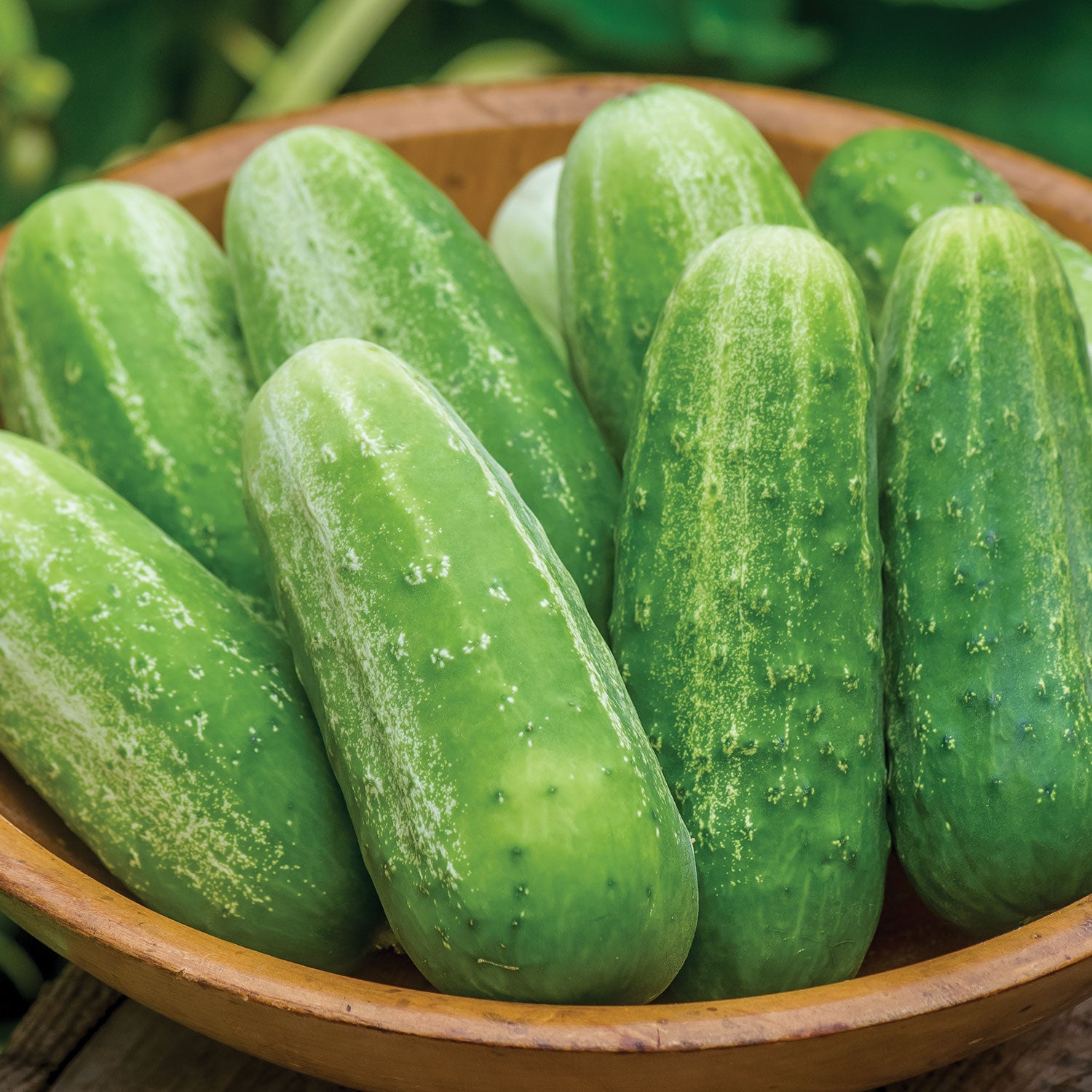Picklebush Cucumber