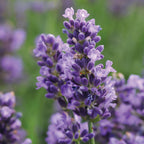 SuperBlue PPAF Lavender