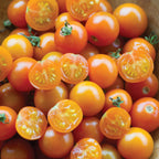 Sungold Tomato