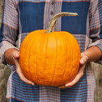 Connecticut Field Pumpkin