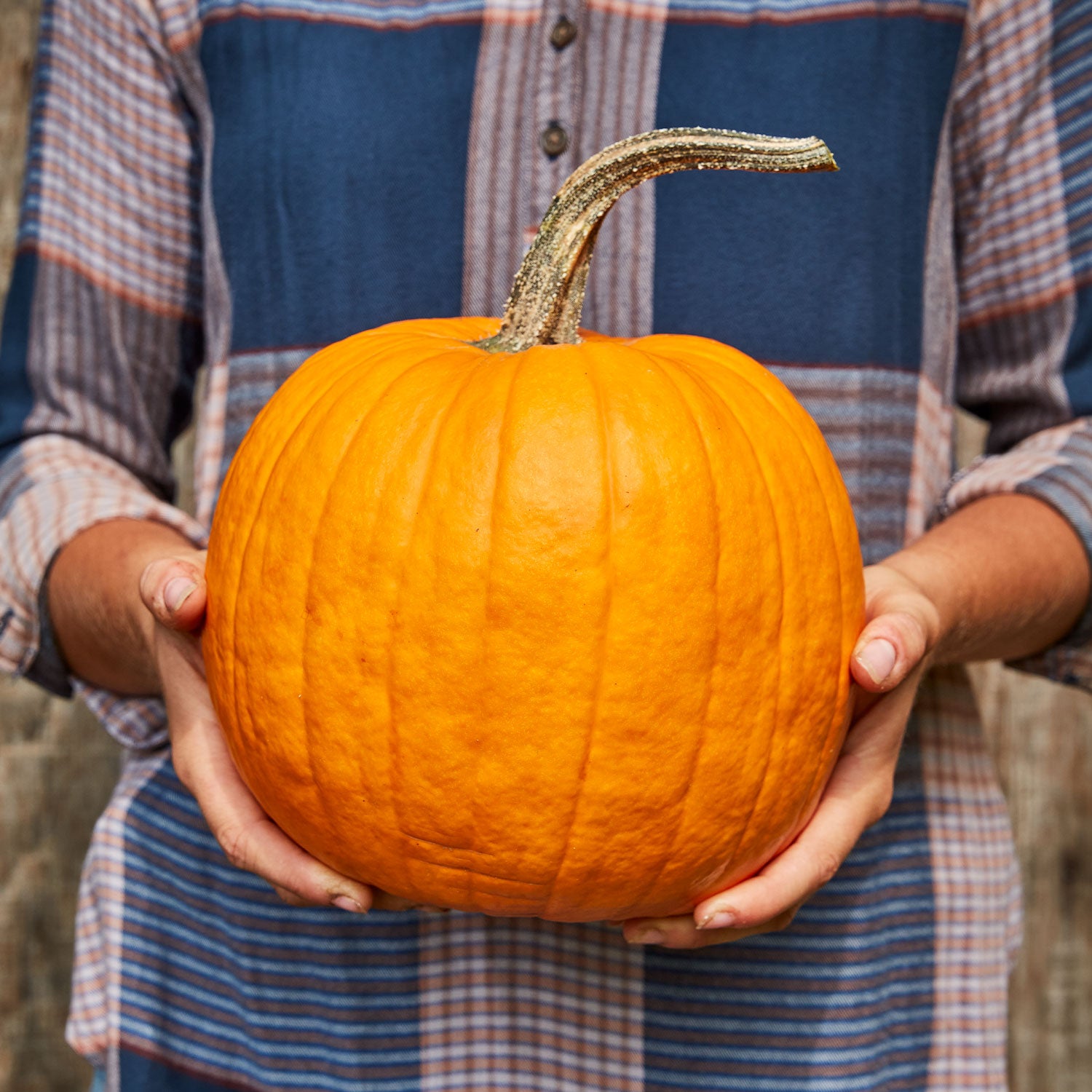 Connecticut Field Pumpkin