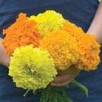 Climax Mixed Colors Marigold