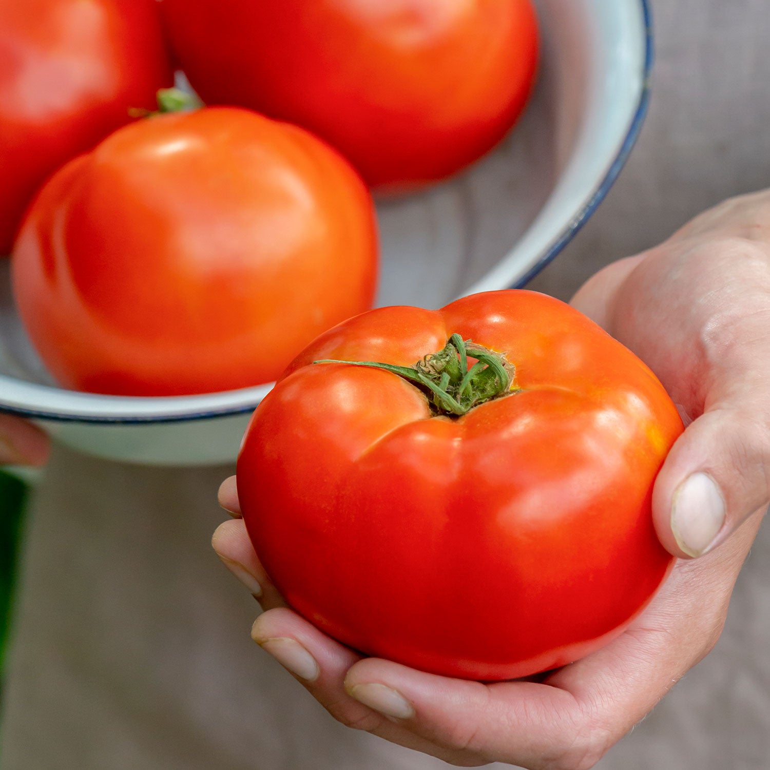 Celebrity Tomato