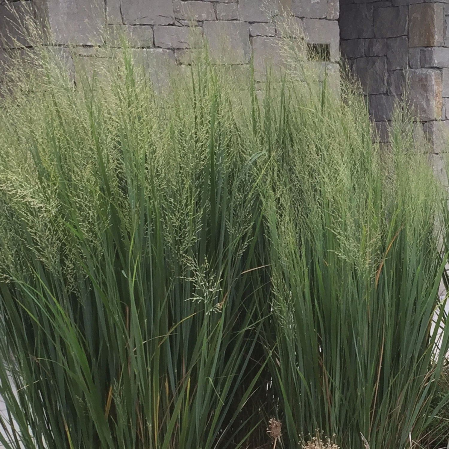 Northwind Panicum Bare Root
