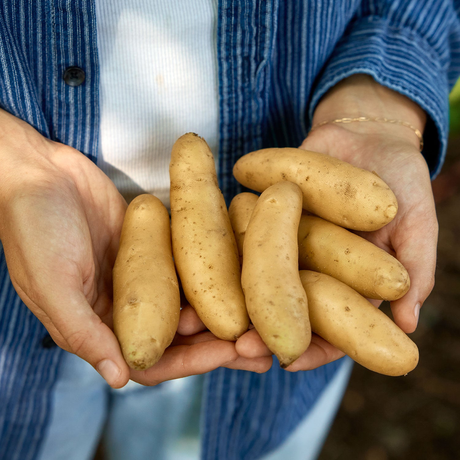 Princess Laratte Potato Tubers