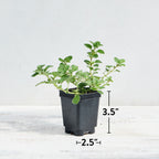 Hot & Spicy Oregano