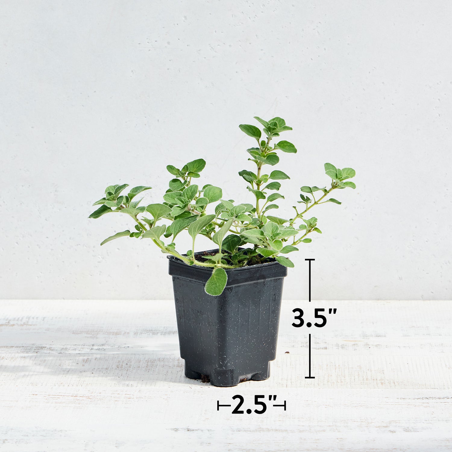 Hot & Spicy Oregano