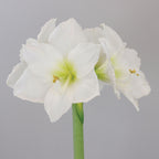 Christmas Gift Amaryllis Bulb