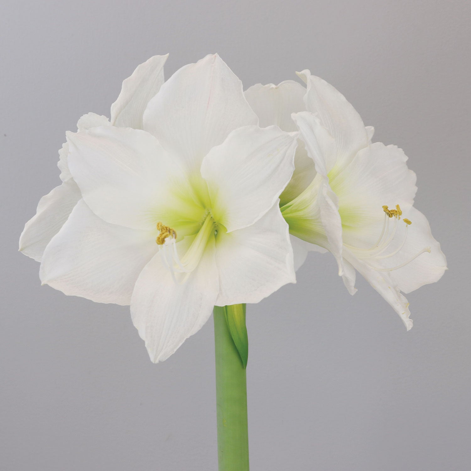 Christmas Gift Amaryllis Bulb