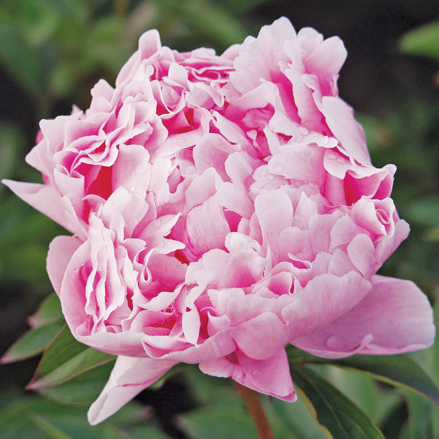 Sarah Bernhardt Peony Bare Root