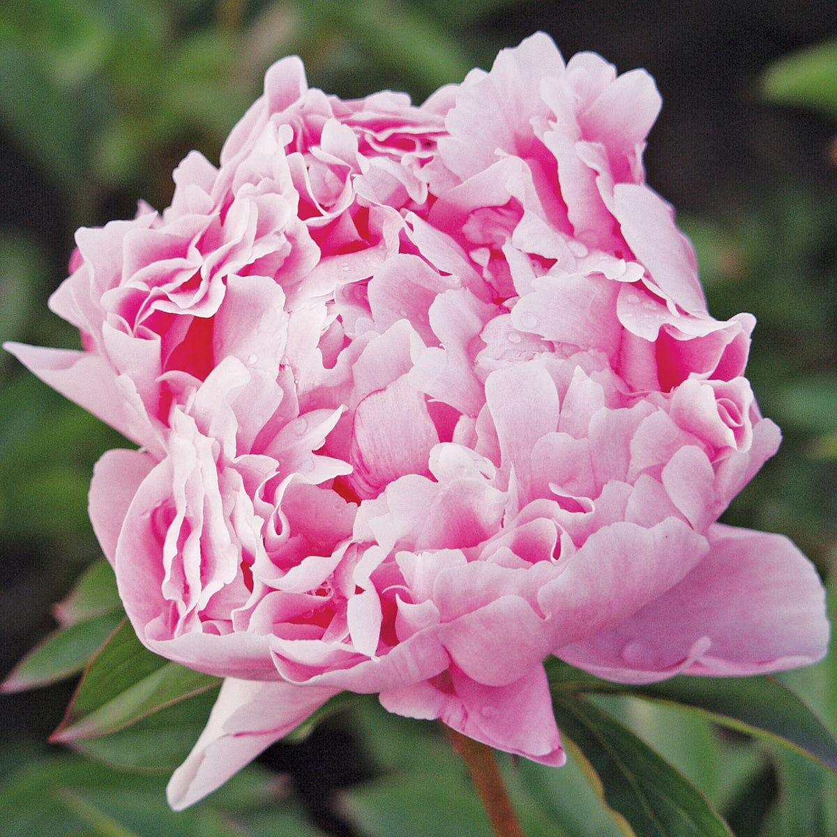 Sarah Bernhardt Peony Bare Root