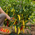 Banana Boom Sweet Pepper