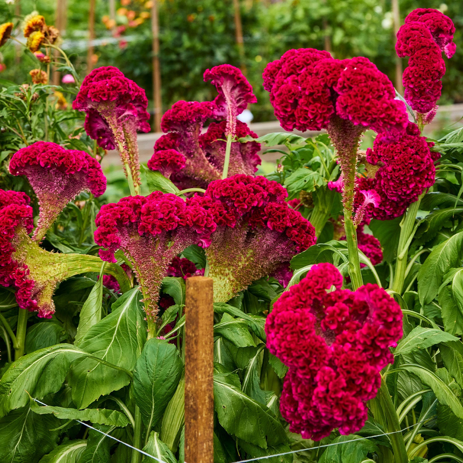 Red Velvet Cake Celosia