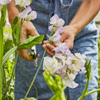 High Scent Sweet Pea