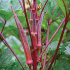 Burgundy Okra