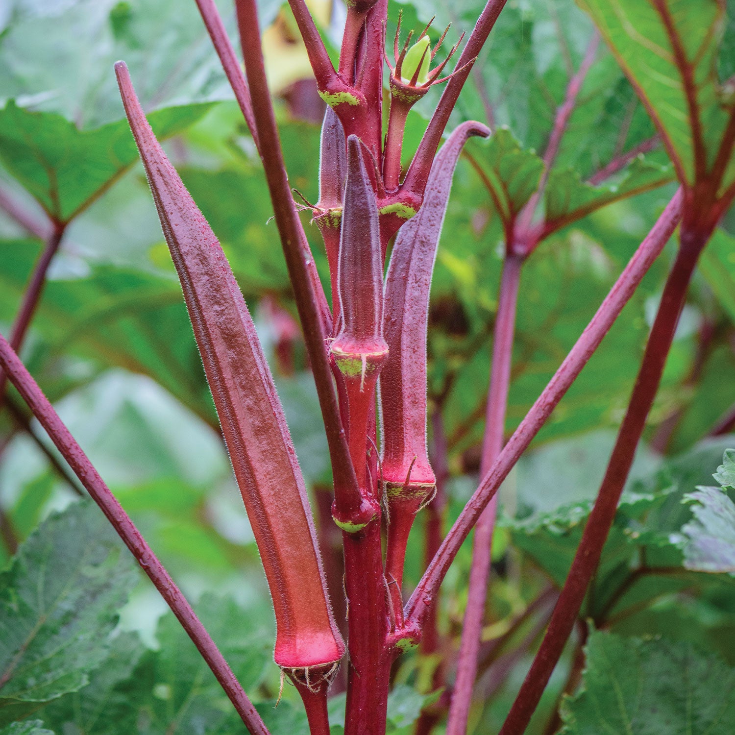 Burgundy Okra