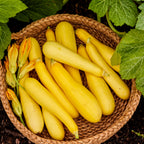 Rise and Shine Summer Squash