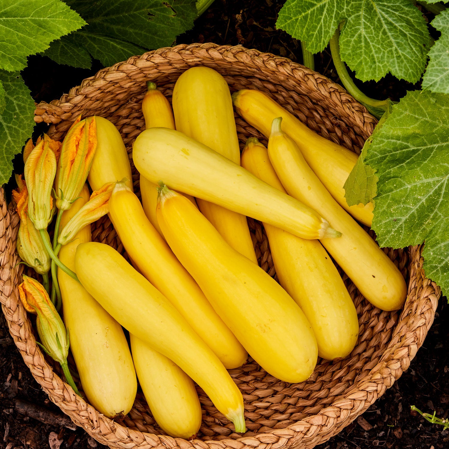 Rise and Shine Summer Squash