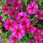 Supercal Premium Rose Star Petchoa