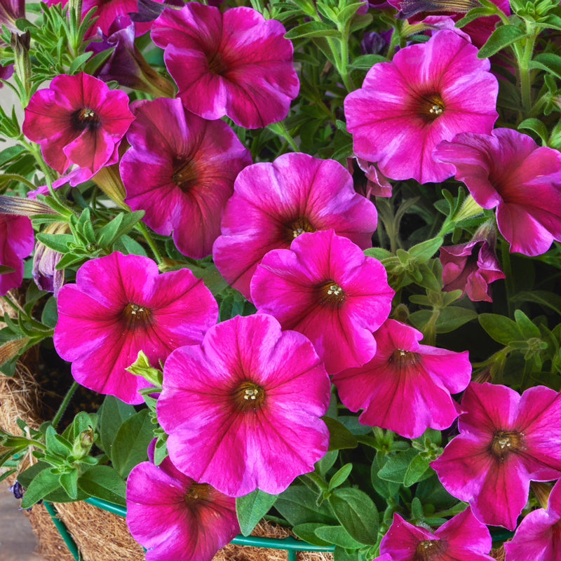 Supercal Premium Rose Star Petchoa