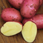 Red Luna Potato Tubers
