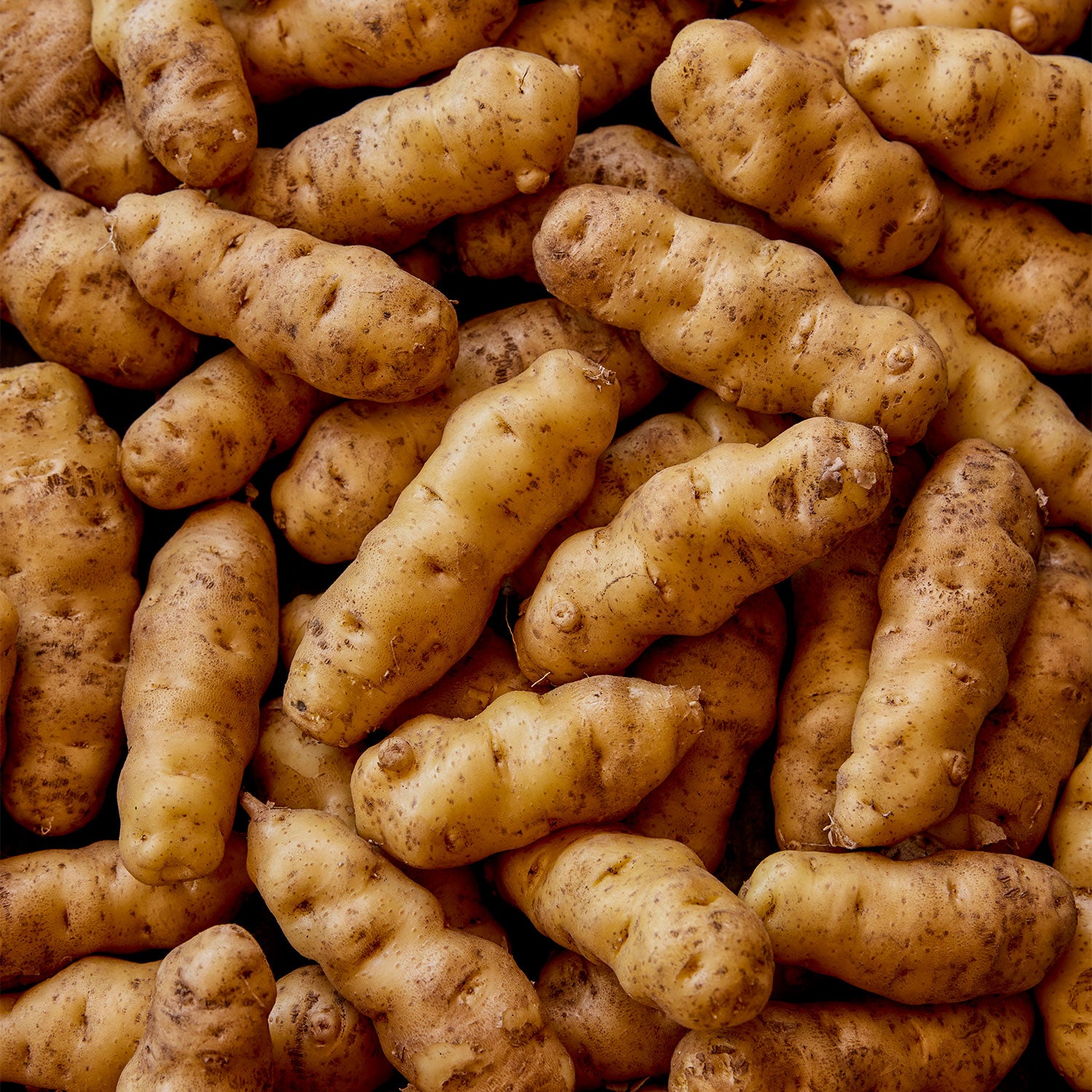 Makah Ozette Potato Tubers