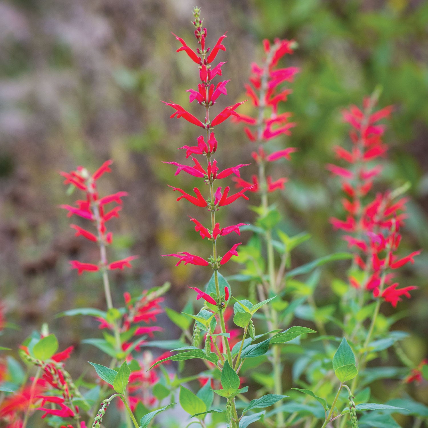 Pineapple Sage