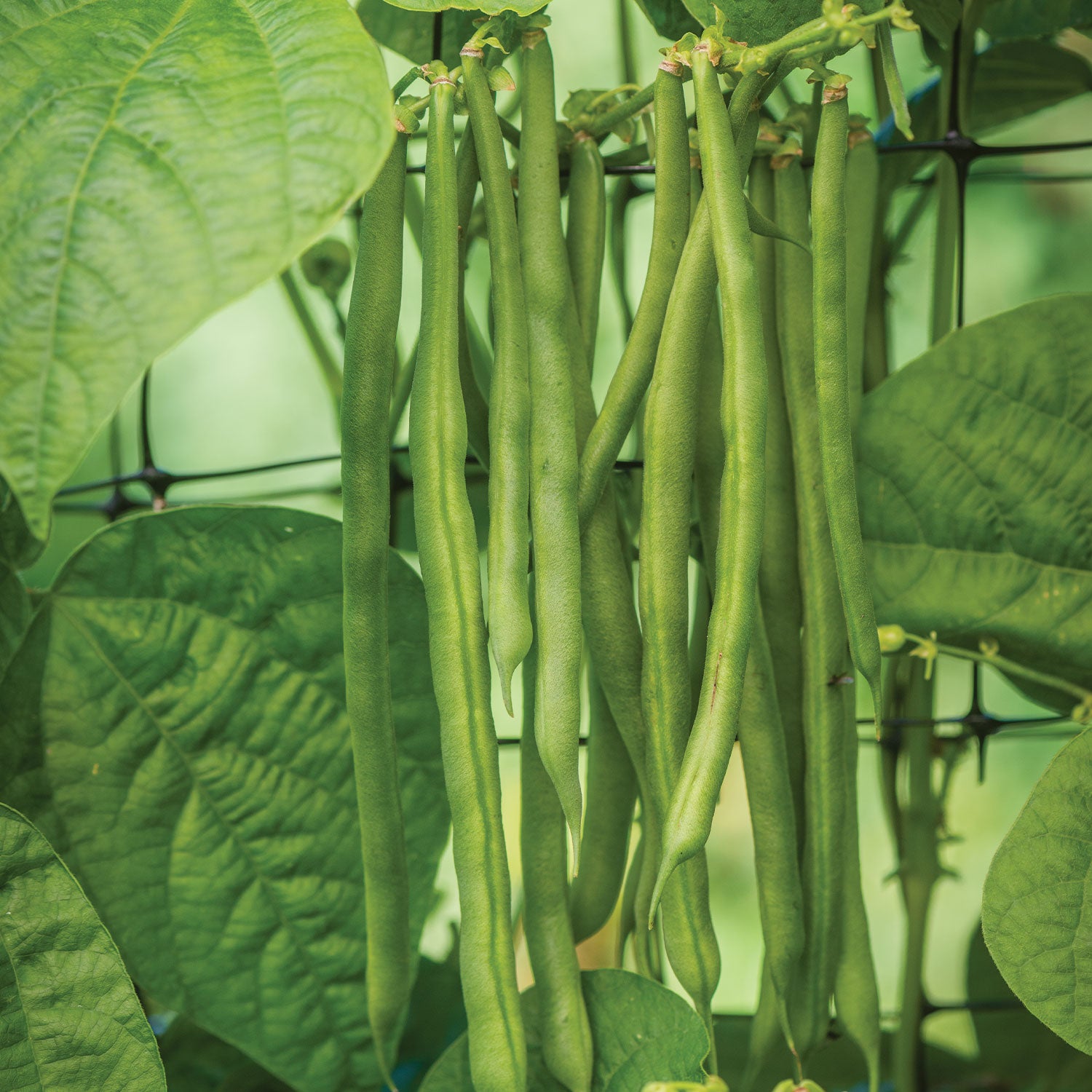 Pole Kentucky Blue Bean
