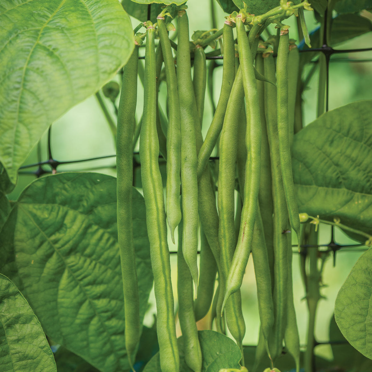 Pole Kentucky Blue Bean