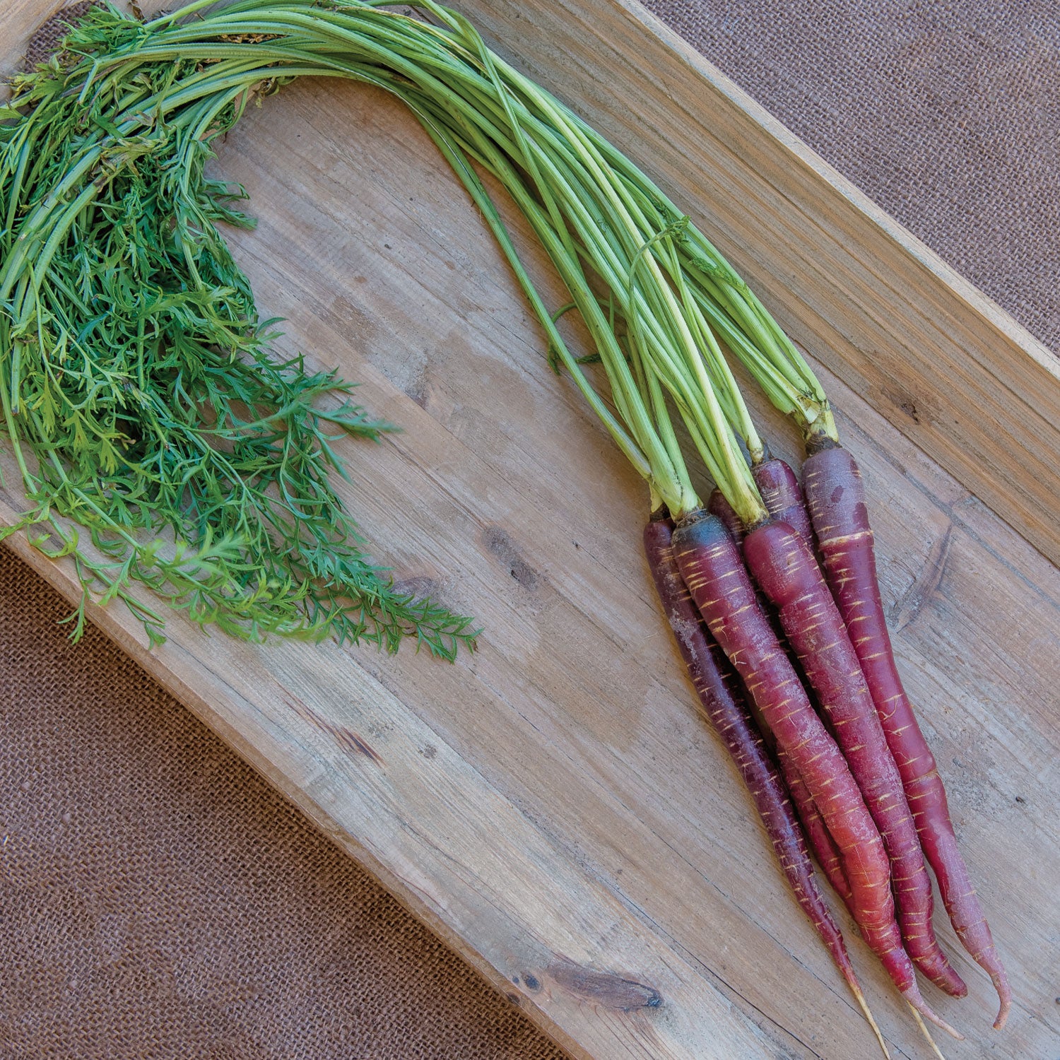 Purplesnax Carrot