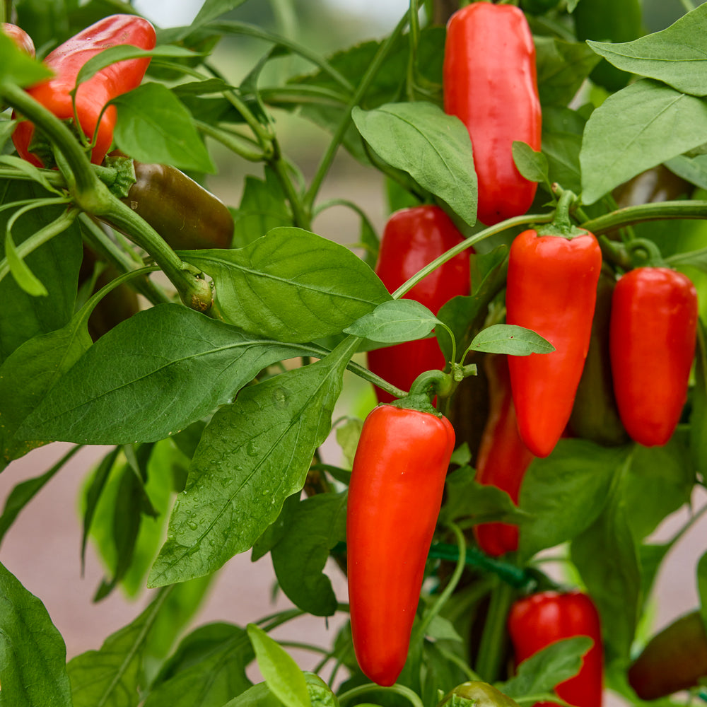 Red Pop Sweet Pepper