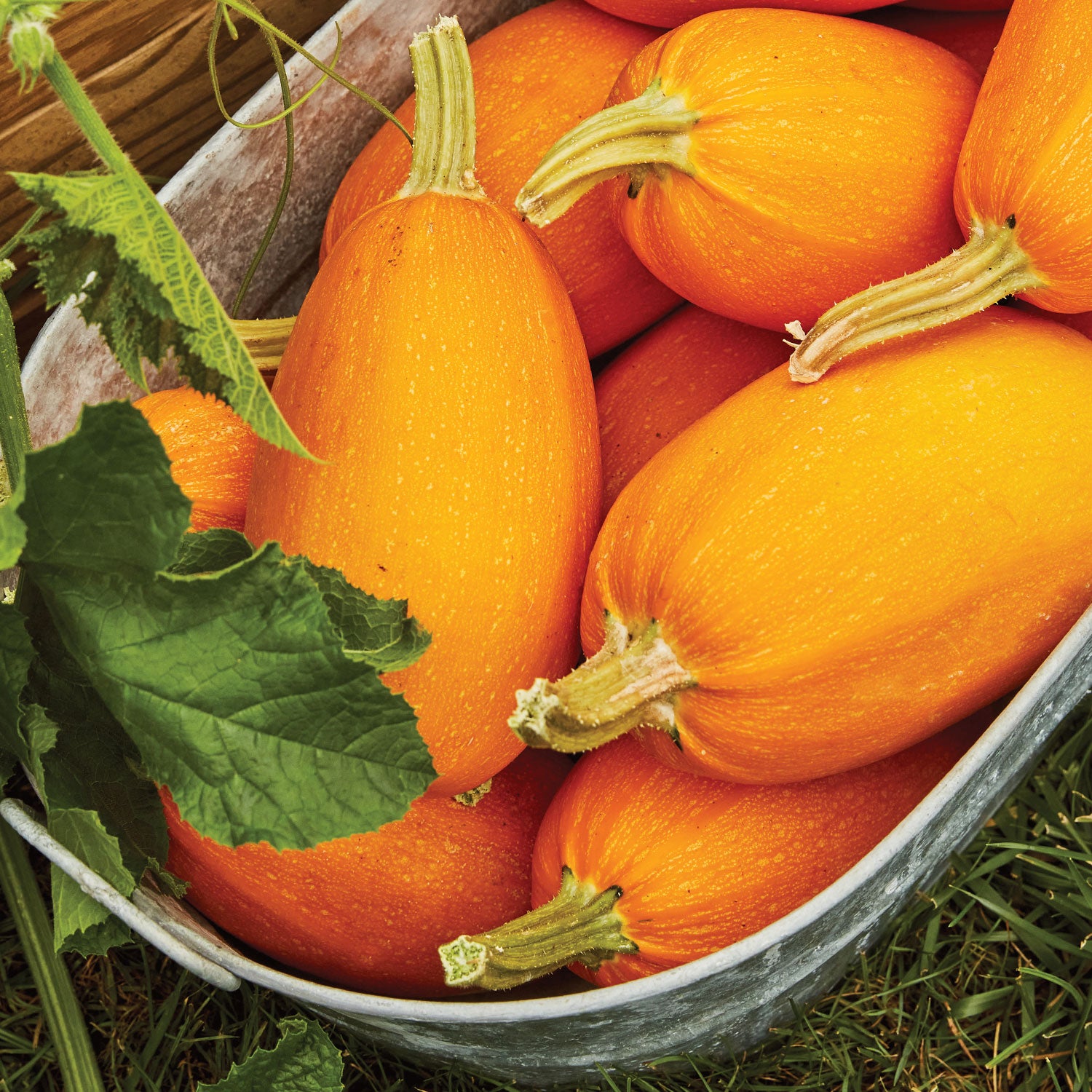 Hasta La Pasta Winter Squash