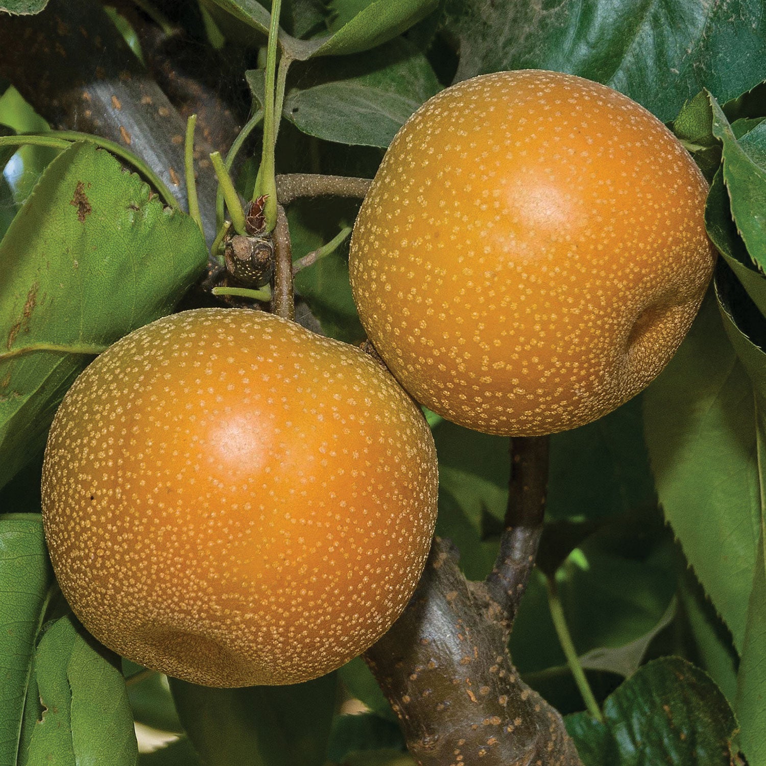 Asian Hosui Pear Bare Root