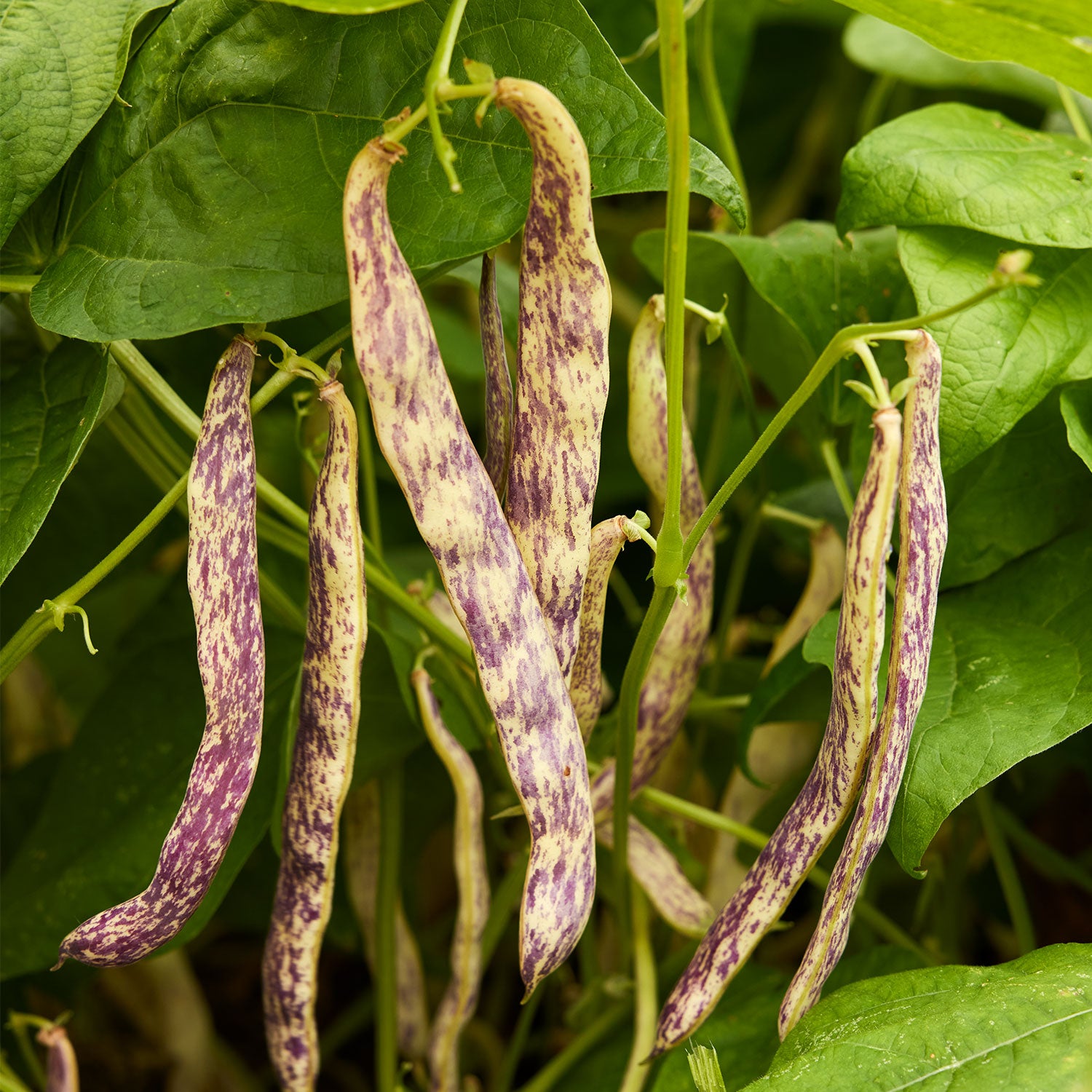 Dragon Tongue Bush Bean