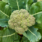 Gypsy Broccoli