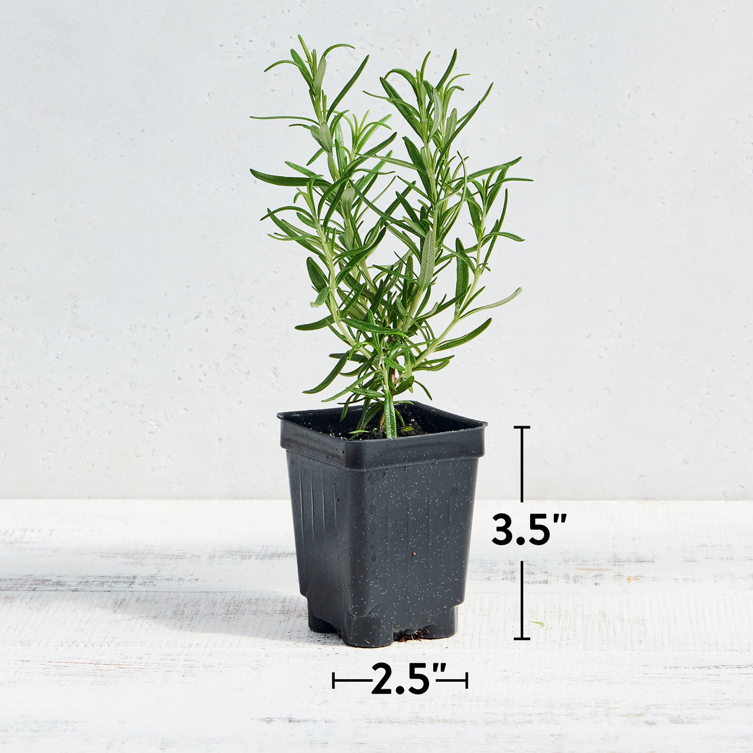 Barbeque Rosemary
