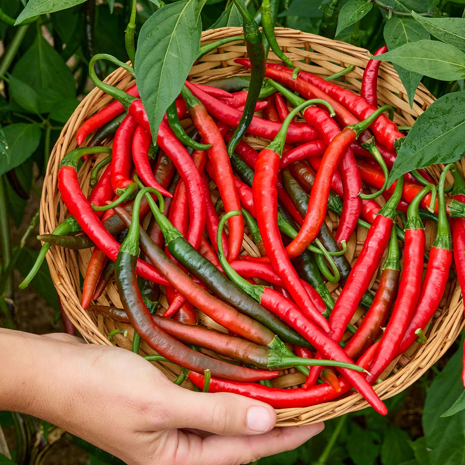 Burpee Garden Sown™ Lavaland Hot Pepper
