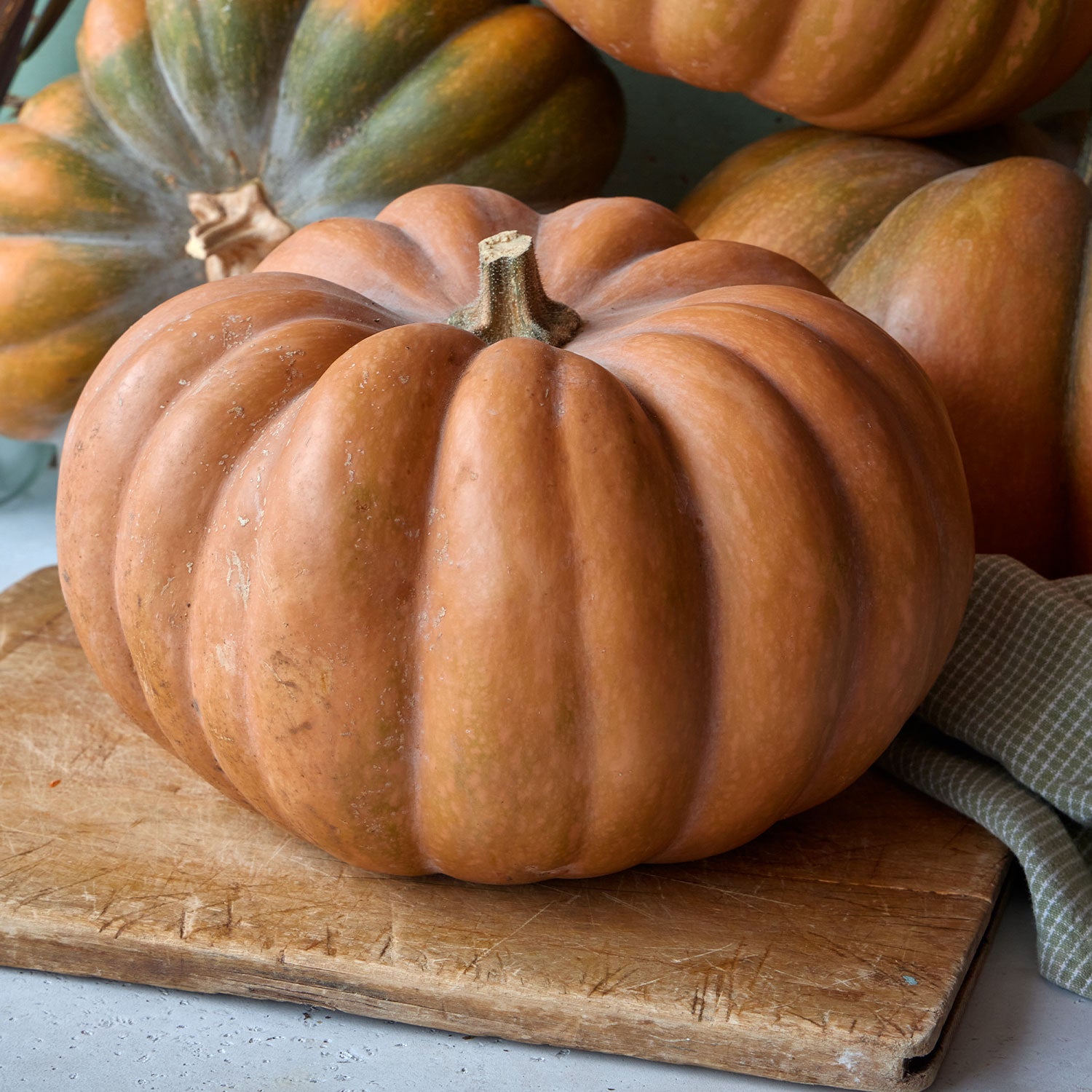 Musquee de Provence Pumpkin