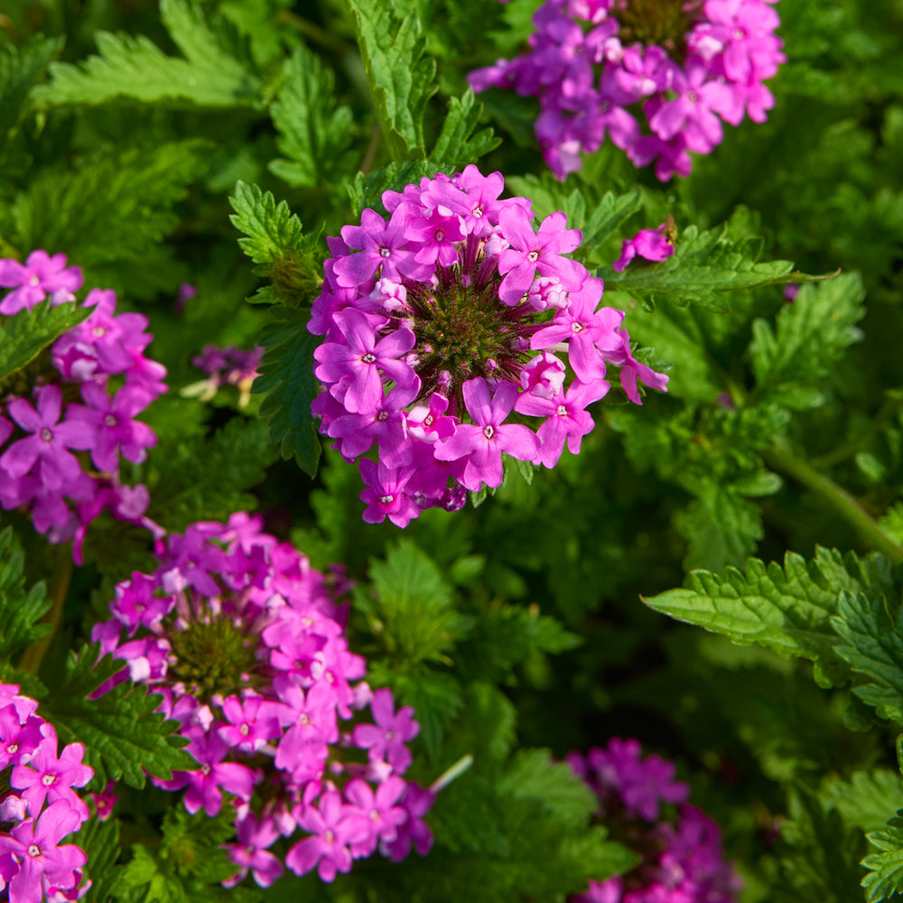 Freedom Verbena