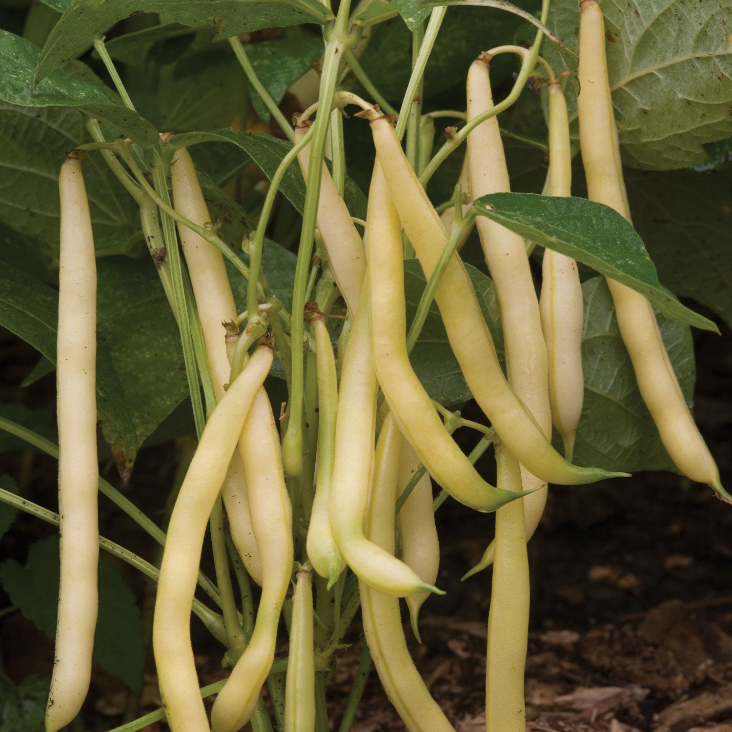 Mellow Yellow Bush Bean