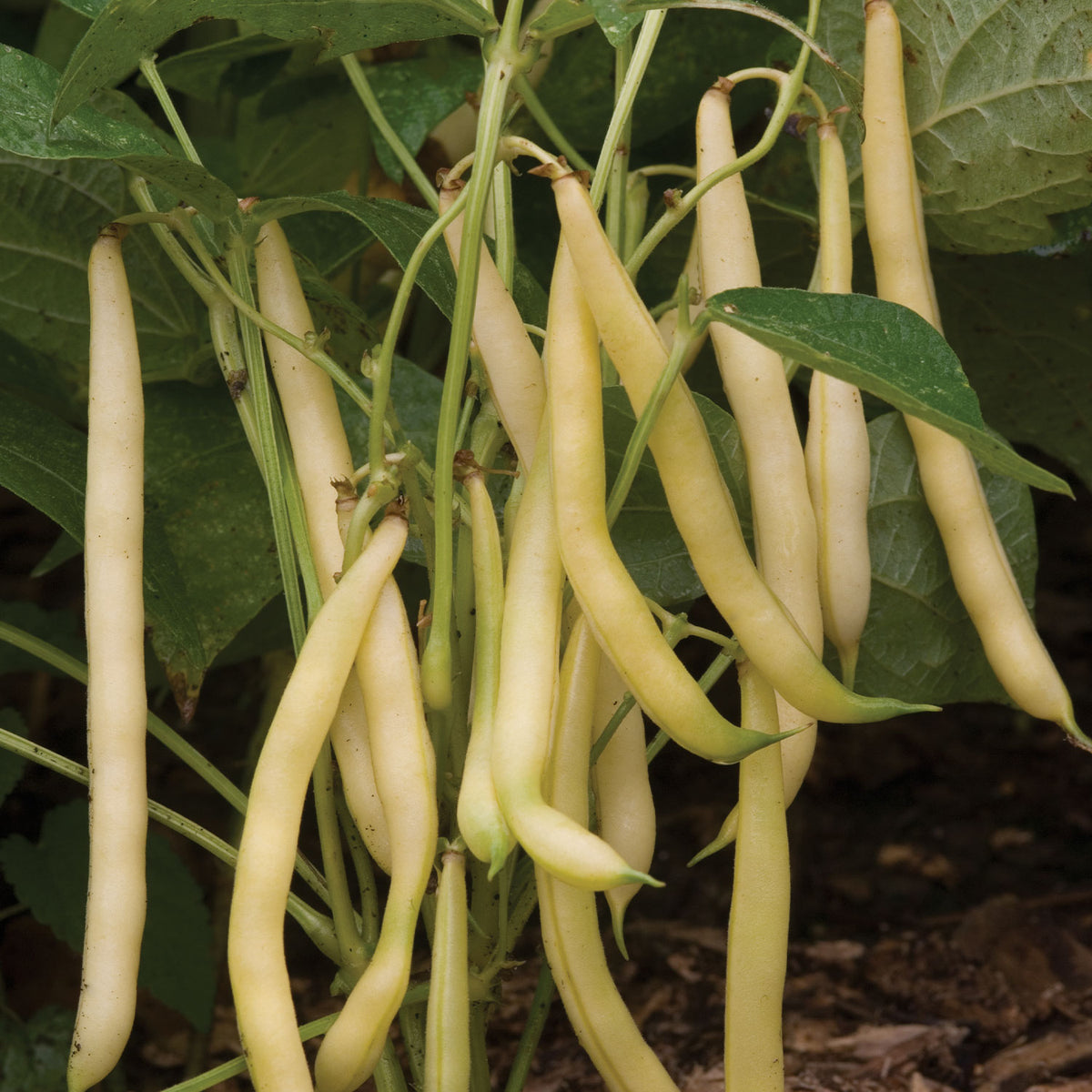 Mellow Yellow Bush Bean