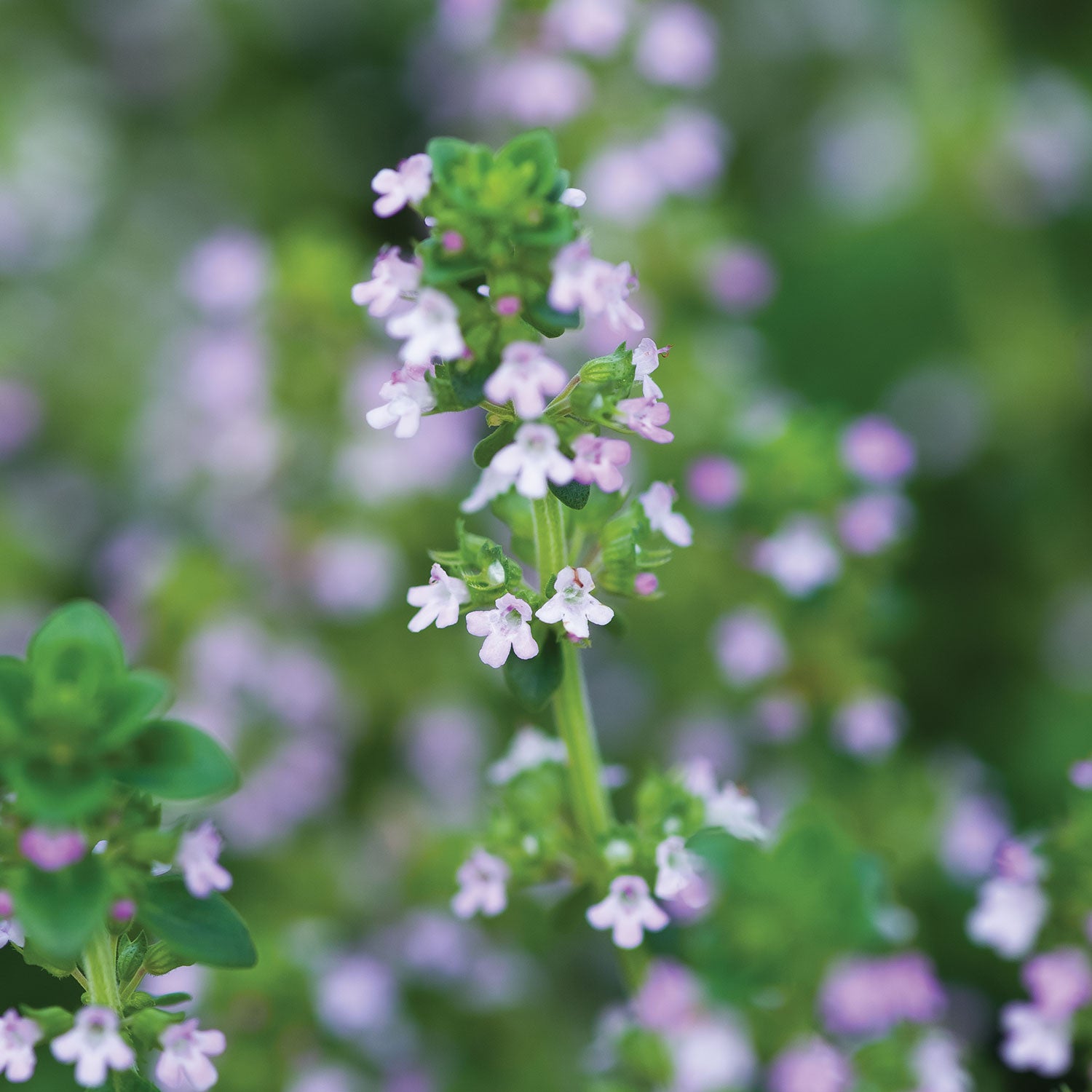 Lemon Thyme
