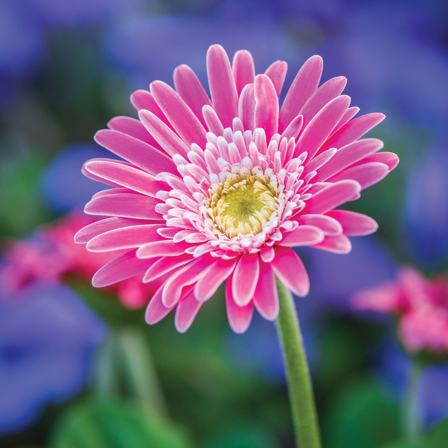 Garvinea Sweet Memories Gerbera