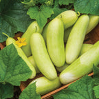Honey Plus Cucumber